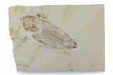 Cretaceous Fossil Fish - Lebanon #376353-1